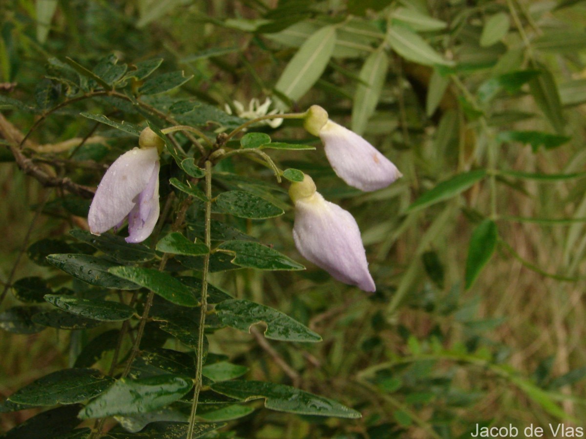 Mundulea sericea (Willd.) A.Chev.